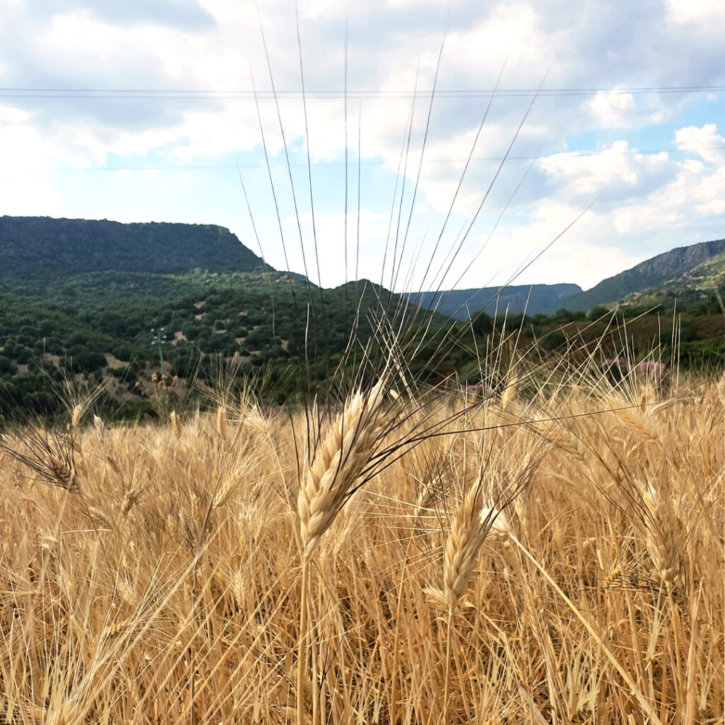 grano